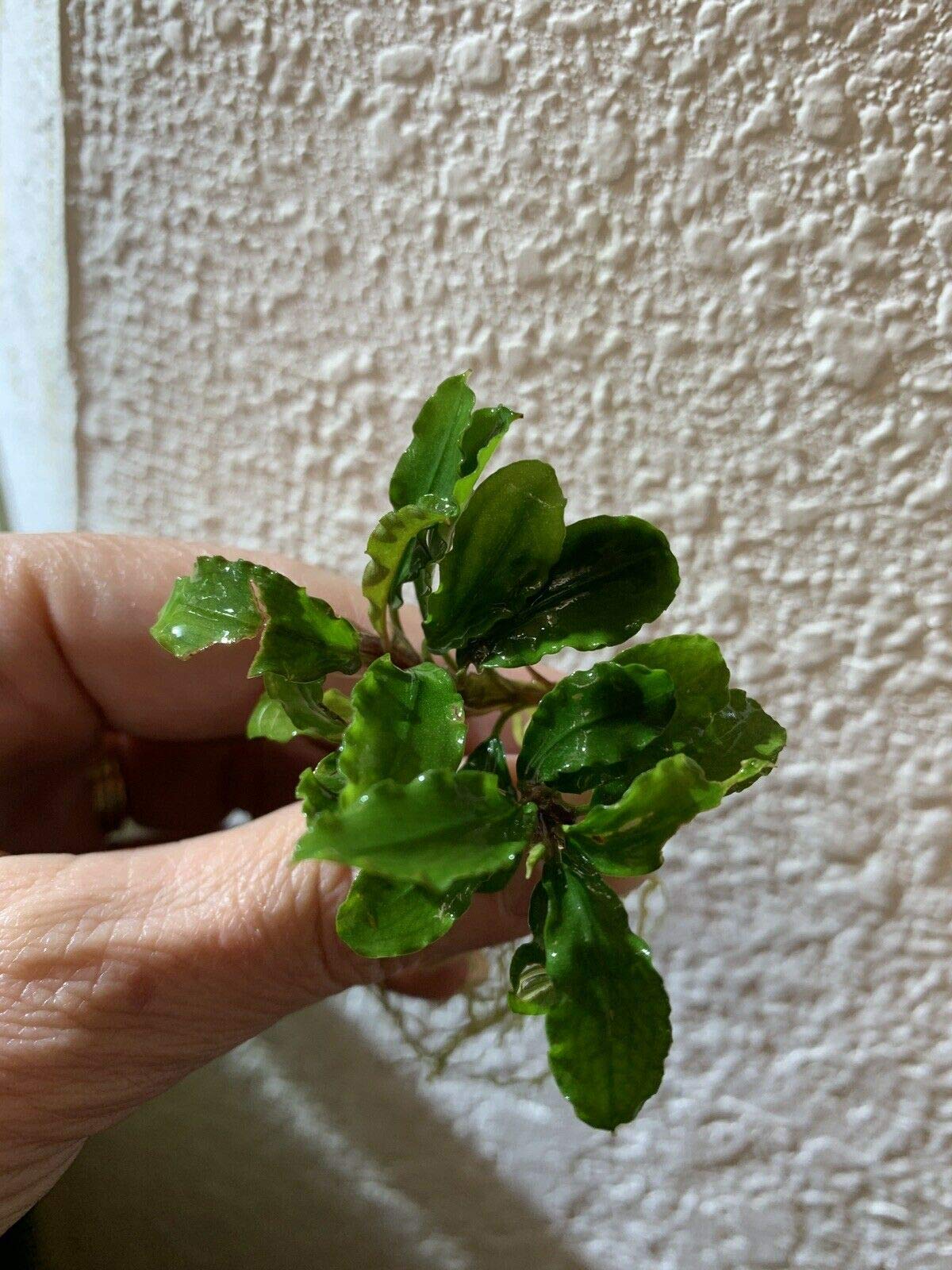 Amazon.com: Bucephalandra Varios rizomas Buce Planta de acuario
